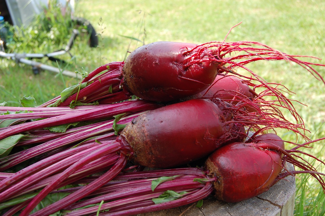 Guide to Growing Beets in Your Backyard